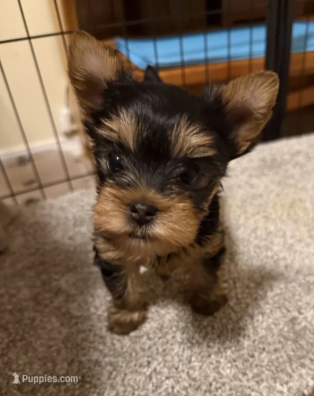 Jolene – Yorkshire Terrier puppy for sale in Pendleton, OR