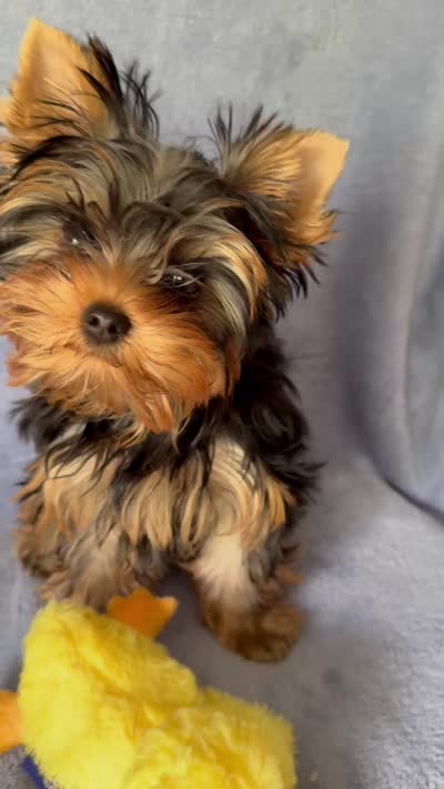 Rowdy Joe, a male Yorkshire Terrier for sale in Pendleton, OR – 3 of 3