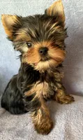 Rowdy Joe, a male Yorkshire Terrier for sale in Pendleton, OR – 1 of 3