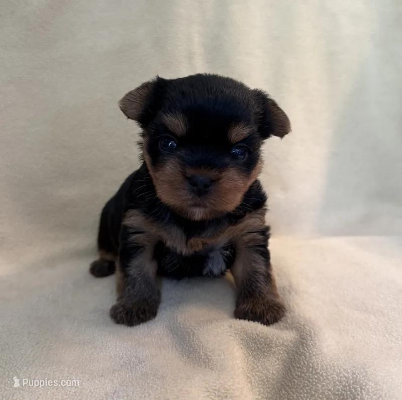 Dolly – Yorkshire Terrier puppy for sale in Pendleton, OR
