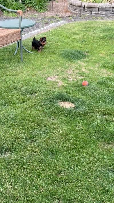 Gracie Mae, a female Yorkshire Terrier for sale in Pendleton, OR – 6 of 6
