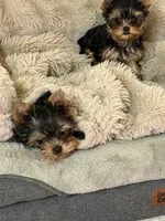 AKC Rowdy Joe, a male Yorkshire Terrier for sale in Pendleton, OR – 3 of 6