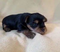 Dolly, a female Yorkshire Terrier for sale in Pendleton, OR – 2 of 5