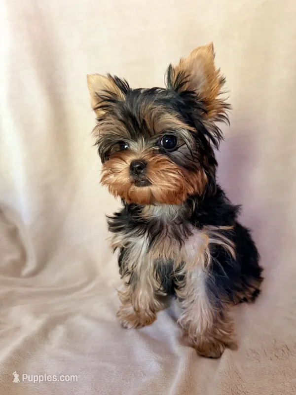 Gracie Mae-Teacup – Yorkshire Terrier puppy for sale in Pendleton, OR