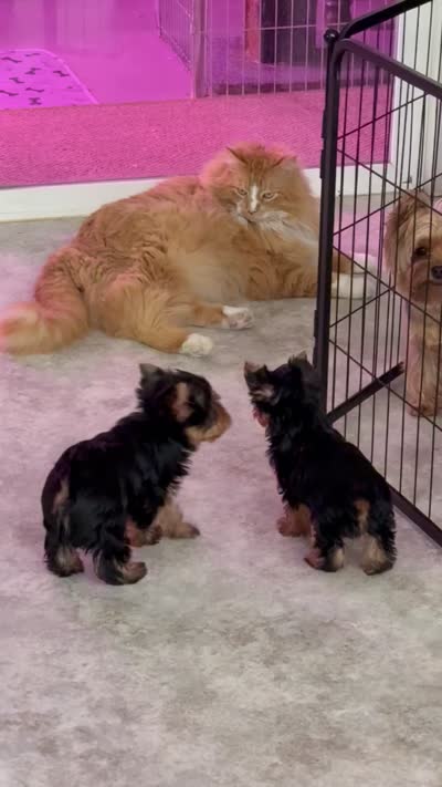 Gracie Mae-Teacup, a female Yorkshire Terrier for sale in Pendleton, OR – 8 of 8