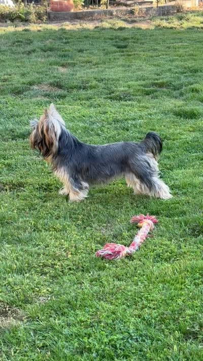 Wandering Wanda, a female Yorkshire Terrier for sale in Pendleton, OR – 5 of 5