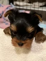Wandering Wanda, a female Yorkshire Terrier for sale in Pendleton, OR – 2 of 5