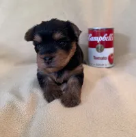 Jolene, a female Yorkshire Terrier for sale in Pendleton, OR – 3 of 3