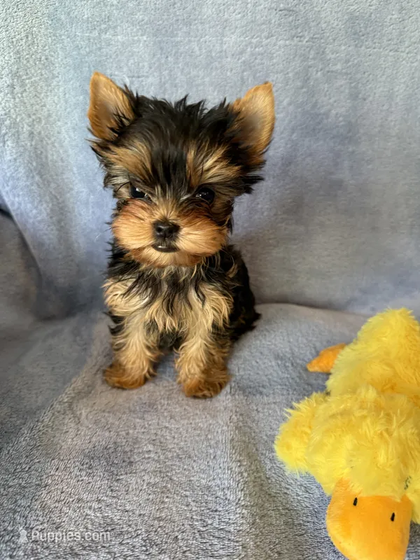 Gracie Mae – Yorkshire Terrier puppy for sale in Pendleton, OR