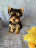 Gracie Mae, a female Yorkshire Terrier for sale in Pendleton, OR – 4 of 6
