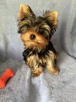 Rowdy Joe, a male Yorkshire Terrier for sale in Pendleton, OR – 2 of 3