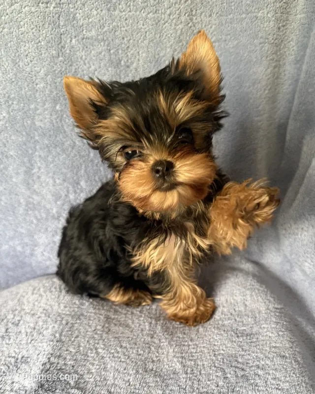 Gracie Mae – Yorkshire Terrier puppy for sale in Pendleton, OR