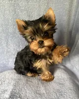 Gracie Mae, a female Yorkshire Terrier for sale in Pendleton, OR – 1 of 6
