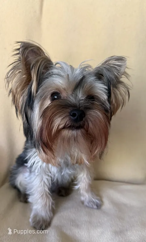 AKC Rowdy Joe – Yorkshire Terrier puppy for sale in Pendleton, OR