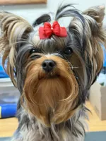 Wandering Wanda, a female Yorkshire Terrier for sale in Pendleton, OR – 1 of 5