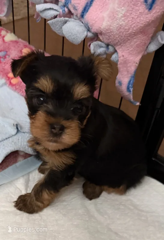 Jolene – Yorkshire Terrier puppy for sale in Pendleton, OR