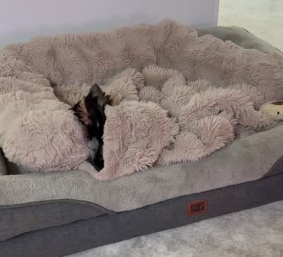 AKC Rowdy Joe, a male Yorkshire Terrier for sale in Pendleton, OR – 6 of 6