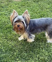Wandering Wanda, a female Yorkshire Terrier for sale in Pendleton, OR – 4 of 5