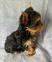 Gracie Mae, a female Yorkshire Terrier for sale in Pendleton, OR – 2 of 6