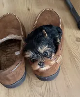 Gracie Mae-Teacup, a female Yorkshire Terrier for sale in Pendleton, OR – 2 of 8