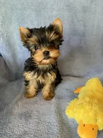 Gracie Mae, a female Yorkshire Terrier for sale in Pendleton, OR – 3 of 6