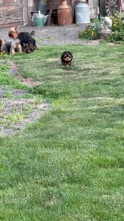 Gracie Mae, a female Yorkshire Terrier for sale in Pendleton, OR – 5 of 6