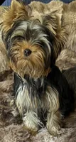 Wandering Wanda, a female Yorkshire Terrier for sale in Pendleton, OR – 3 of 5