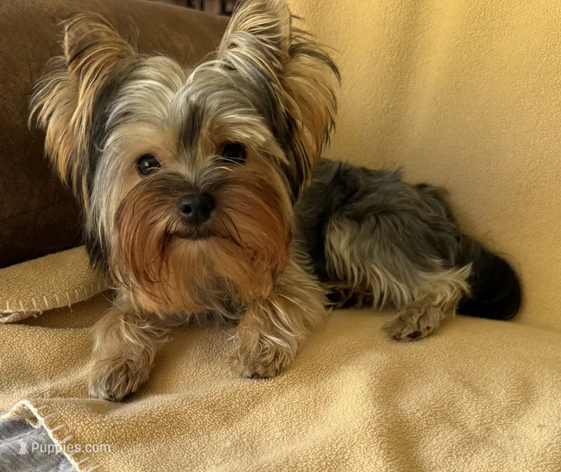 AKC Rowdy Joe – Yorkshire Terrier puppy for sale in Pendleton, OR