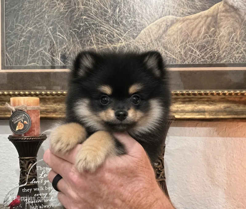 Hope – Pomeranian puppy for sale in Tampa, FL
