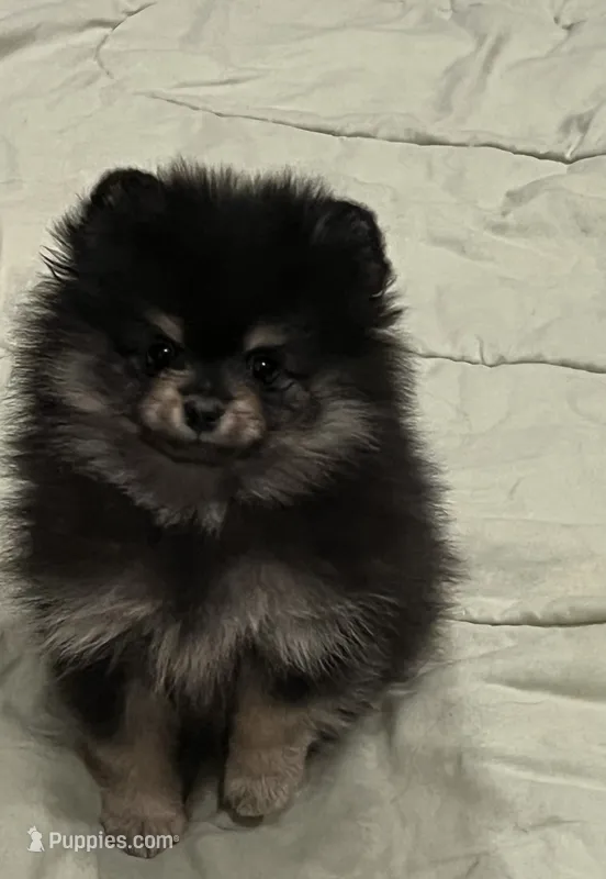 Hope – Pomeranian puppy for sale in Lakeland, FL