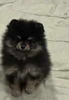 Hope, a female Pomeranian for sale in Lakeland, FL – 1 of 7