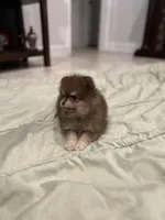 Cocoa, a male Pomeranian for sale in Lakeland, FL – 3 of 6