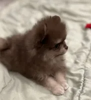 Cocoa, a male Pomeranian for sale in Lakeland, FL – 2 of 6