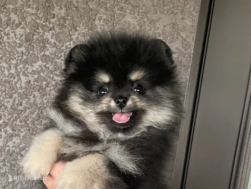 Hope – Pomeranian puppy for sale in Lakeland, FL