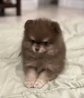 Cocoa, a male Pomeranian for sale in Lakeland, FL – 4 of 6