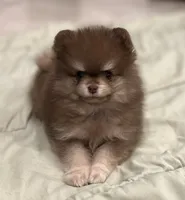 Cocoa, a male Pomeranian for sale in Lakeland, FL – 6 of 6