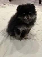 Hope, a female Pomeranian for sale in Lakeland, FL – 5 of 7