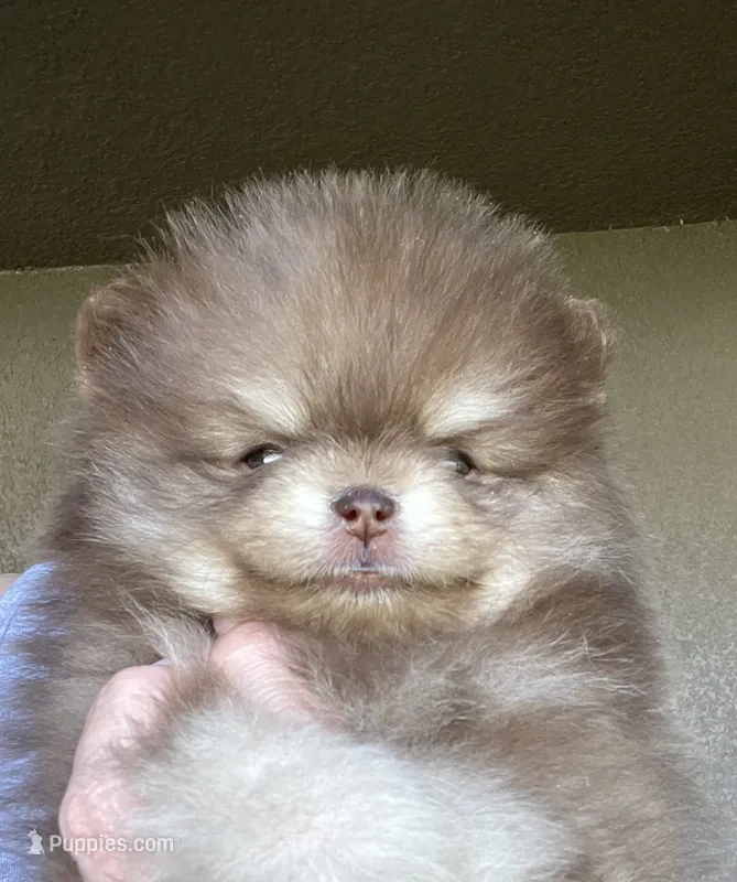 Cocoa – Pomeranian puppy for sale in Lakeland, FL