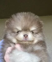 Cocoa, a male Pomeranian for sale in Lakeland, FL – 1 of 6