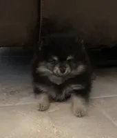 Hope, a female Pomeranian for sale in Lakeland, FL – 2 of 7