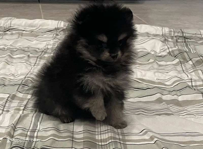 Hope – Pomeranian puppy for sale in Tampa, FL