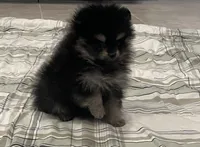 Hope, a female Pomeranian for sale in Lakeland, FL – 7 of 7