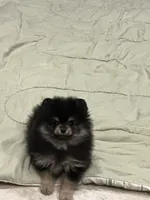 Hope, a female Pomeranian for sale in Lakeland, FL – 3 of 7