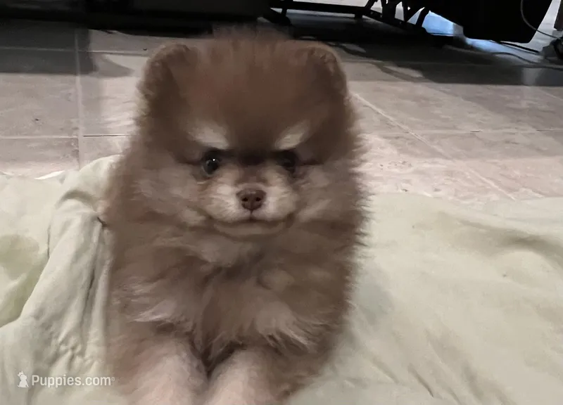 Cocoa – Pomeranian puppy for sale in Tampa, FL