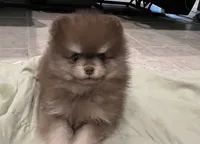 Cocoa, a male Pomeranian for sale in Lakeland, FL – 5 of 6