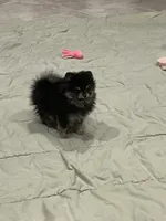 Hope, a female Pomeranian for sale in Lakeland, FL – 4 of 7