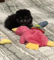 Hope, a female Pomeranian for sale in Lakeland, FL – 6 of 7