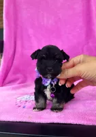Reserved Tiny Toy female , a female Miniature Schnauzer for sale in Panama City Beach, FL – 1 of 4
