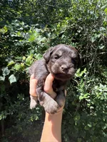 Chocolate male , a male Miniature Schnauzer for sale in Panama City Beach, FL – 2 of 4