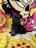 Toy size male , a male Miniature Schnauzer for sale in Panama City Beach, FL – 6 of 7